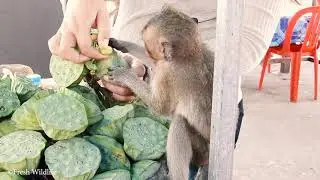 Handsome Monkey Lucky to Eat Nuts​ Lotus Much