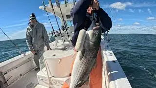 Satellite Tagging Giant Striped Bass for Gray FishTag Research.