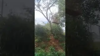 Papa capim coleiro coleirinha gravatinha Tui Tui zero zero do Romário