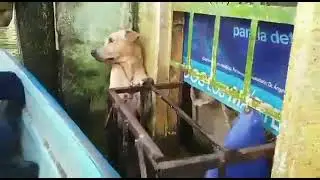 Dog Saved From flood