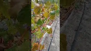 супер вызревание лозы винограда на двухлетках
