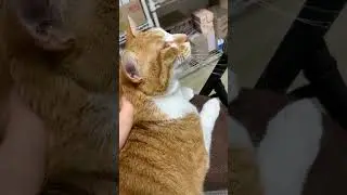 Silly kitty lost his voice after drinking