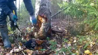 Осенний сбор чаги.Заработок на чаге.
