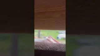 Дождь и тишина данная на век #врекомендации #song #wildlife #nature #funnyvideo #travel #cat