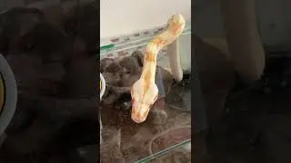 Афина! 