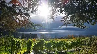 Preparing the Norwegian Vineyard 🍇 for Winter ❄️ in Beautiful Low Sun 🍂
