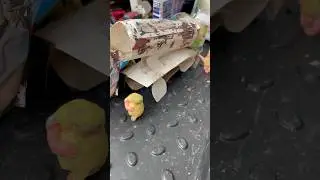 КамАЗ 65116 бетономешалка заливка бетона #PEREGRUZ