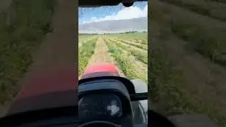 Qirg'iziston mosh o'rish texnikasi, dry bean harvester