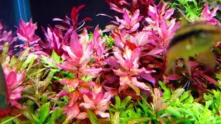 Rare Plants! Rotala Blood Red