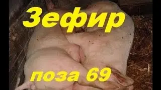 Игроляп #7. Warframe - Поза 69