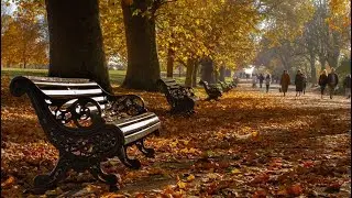🍁 Fall Season Timelapse 🍂  (¡Best Footage!)