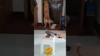 OMG what a ?! #shorts#ytshorts#funny#funnyshorts#funnyvideo#funnyvideos#funnymoments#doglover#haha#