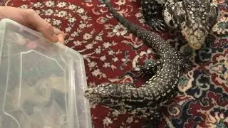Копа и Мила едят живых сверчков. Копа снова чудит.