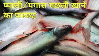 प्यासी/पंगेसियस मछली खाने का फायदा || sundar bihar