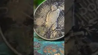 1922 Peace Dollar
