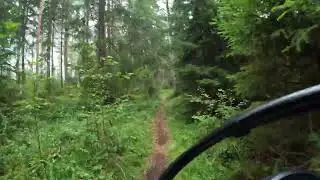 Suomen metsä