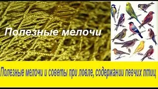 Полезные мелочи и советы при ловле, содержании певчих птиц