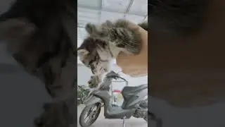 KUCING NGEYEL