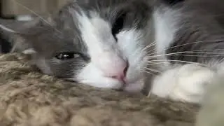 Luna my precious
