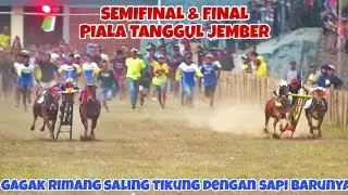 BABAK FINAL & SEMIFINAL KERAPAN SAPI PIALA TANGGUL JEMBER || PERANG BINTANG JAWA MADURA