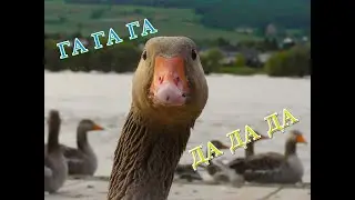 Гуси, гуси? ГА ГА ГА! Есть хотите? ДА ДА ДА! Или как я кормил гусей в деревне летом