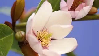 Разноцветный лишай