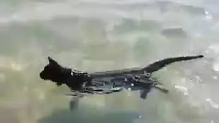 Когда взял кота на море