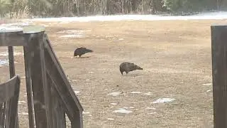 Scavengers