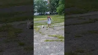Джек рассел гоняет голубей