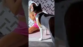 Workout Interrupted! 😂 Dog vs. Beautiful Girl's Fitness Routine #dog #fannyvideo #fitness #shorts