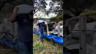 Farmer feeding cows grain from a sack