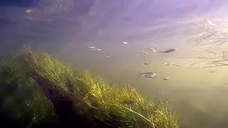 Подводный мир реки Оскол. GoPro Hero 4 Black. Валуйки.