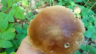 ЗБИРАННЯ ГРИБІВ hryby