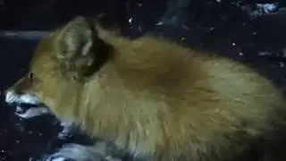 лисенок кушать пришол