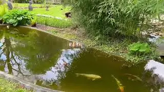 Ботанический сад. Красивые растения. Японский клен. Араукария. Гуннера..