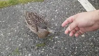 Daisy duck sf looking for bread from rob dr dolittle  and partner donald quack! In the rain!