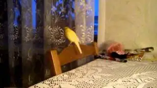 Кенор поет