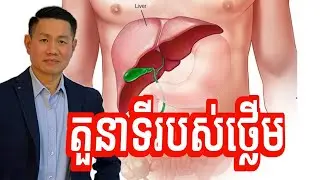 តួនាទីសំខាន់ៗរបស់ថ្លើម ដែលយើងគួរដឹង | លោក លី ប៉េង តែ Ly Peng Te