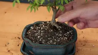Dwarf Wisteria Bonsai - Repotting and Pruning