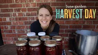 Harvesting beets, carrots, & celery | Homemade Ranch dip | Pickling beets