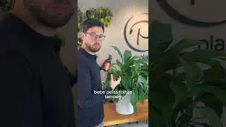 Lírio da paz com pontas ressecadas - Como resolver 🪴 https://www.plantie.com.br/?utm_source=YTshorts