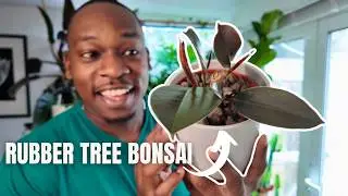 The Unexpected Bonsai | How to make a Ficus Elastica Bonsai