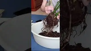 Желтеет замиокулькас? Давайте разбираться! #Shorts #замиокулькас
