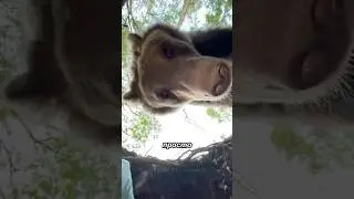 Why is it better to stay away from bears?