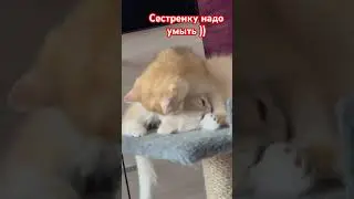Британские котята золотые шиншиллы