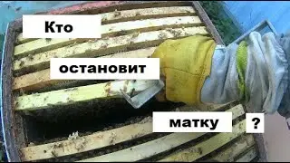 Как остановить матку осенью ?