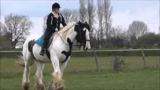 Better Days | TysonTheClydesdale