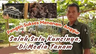 Terbukti Mantap! Racikan Media Tanam Terbaik Untuk Tanam Anggur Import