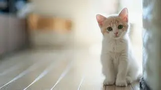 Cutest Curious Cats And Kittens Compilation | Best Cute Cat Videos Ever