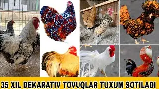 35 XIL DEKARATIV TOVUQLAR TUXUM SOTILADI